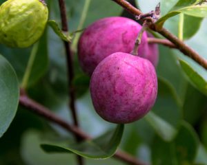 LISTADO de Frutas que Empiezan con la Letra O: COMPLETO