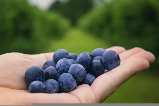 Batido de arándanos y plátano
