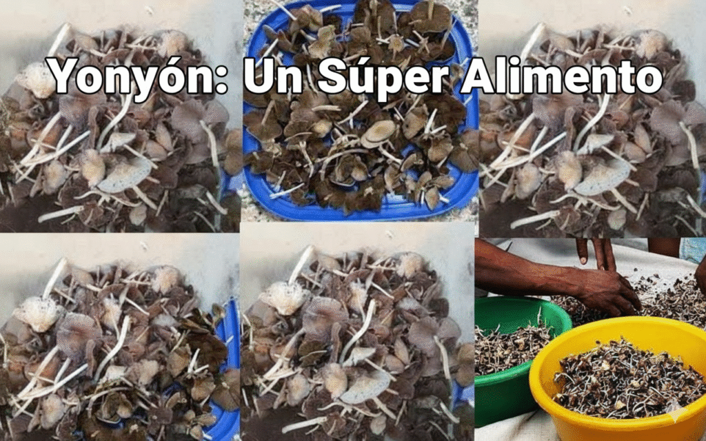 🍄 Yonyón Hongo Emblemático de la Gastronomía Caribeña( Rd)